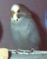 female