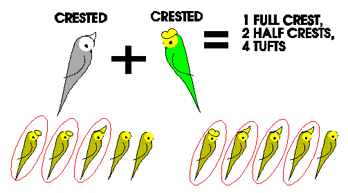 much fewer babies required to get those seven crested birds