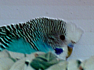 I really had to doctor this picture to get the tuft to show up.  A better picture will be provided when I have one.