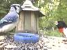 blue jay and rose-breasted grosbeak