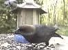 cowbird