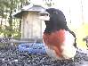 male rose-breasted grosbeak