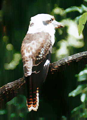 kookabura