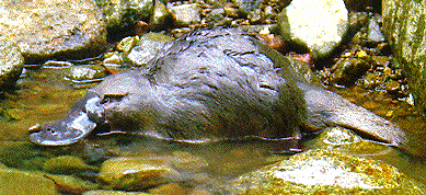 platypus
