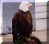 baldeagle.jpg (19622 bytes)