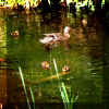 chicks06.jpg (84773 bytes)