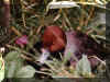 duck01.jpg (35065 bytes)