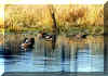 ducks.jpg (63583 bytes)