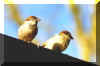finches.jpg (22615 bytes)