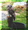 owl.jpg (63098 bytes)