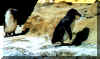 penguin07.jpg (69554 bytes)