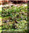 robin2.jpg (41480 bytes)