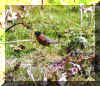 robin.jpg (32899 bytes)