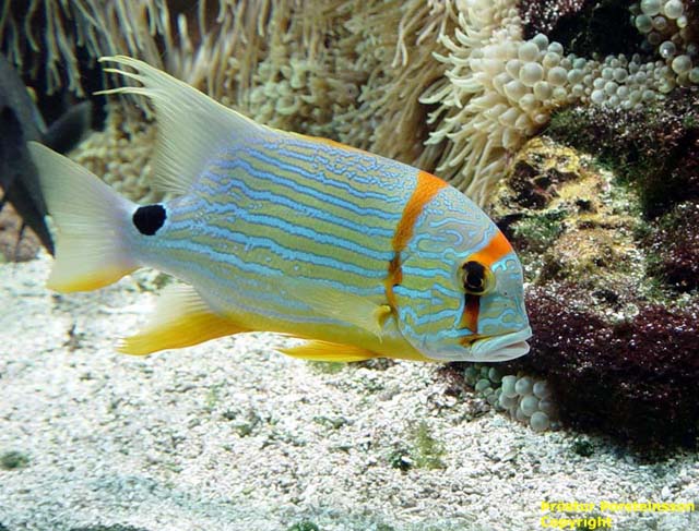 Neon fish - copyright 