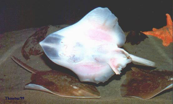 Flat fish