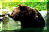 bear09.jpg (58150 bytes)