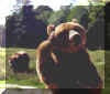 bearhello.jpg (23574 bytes)