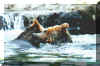 bears.jpg (66898 bytes)