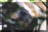 elephant_close.jpg (41719 bytes)