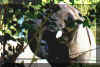 elephant_leafs.jpg (42788 bytes)