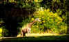 giraffe_1.jpg (52031 bytes)