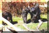 gorilla_baby.jpg (42587 bytes)