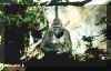 gorilla_mom.jpg (41266 bytes)