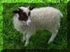 lamb.jpg (72760 bytes)