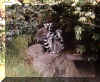 lemurs.jpg (53976 bytes)