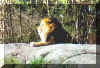 lion_sir.jpg (56196 bytes)