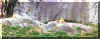 lion_sleep.jpg (70696 bytes)
