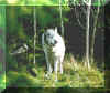 wolf.jpg (84146 bytes)