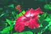 chinarose.jpg (53758 bytes)