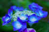 hydrangea.jpg (30713 bytes)