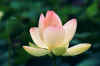 lotus2.jpg (59984 bytes)