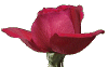 rosered.gif (20992 bytes)
