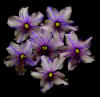 scanviolet2.jpg (79063 bytes)