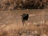 thm_20011214-moose-0046.jpg