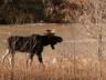 thm_20011214-moose-0052.jpg