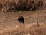 thm_20011214-moose-0059.jpg