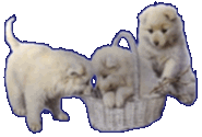 movepups.gif (11836 bytes)
