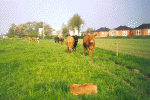 Lindskov.gif (123834 byte)