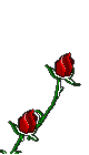 /user/Rose.gif