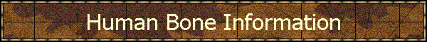 Human Bone Information