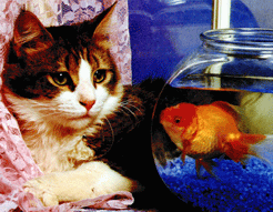 I'm contemplating upon my choices for dinner tonight