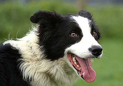 collie rehoming