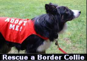 collie rehoming