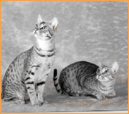 Missy & Harry Houdini