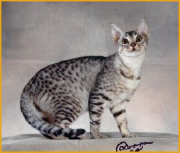 Ch Tigrina's Tangueray