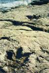 Brioni National park (dynosaur footprints)